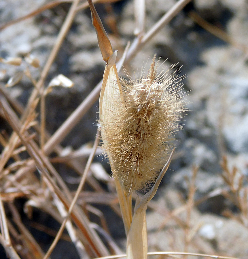 Изображение особи Polypogon monspeliensis.