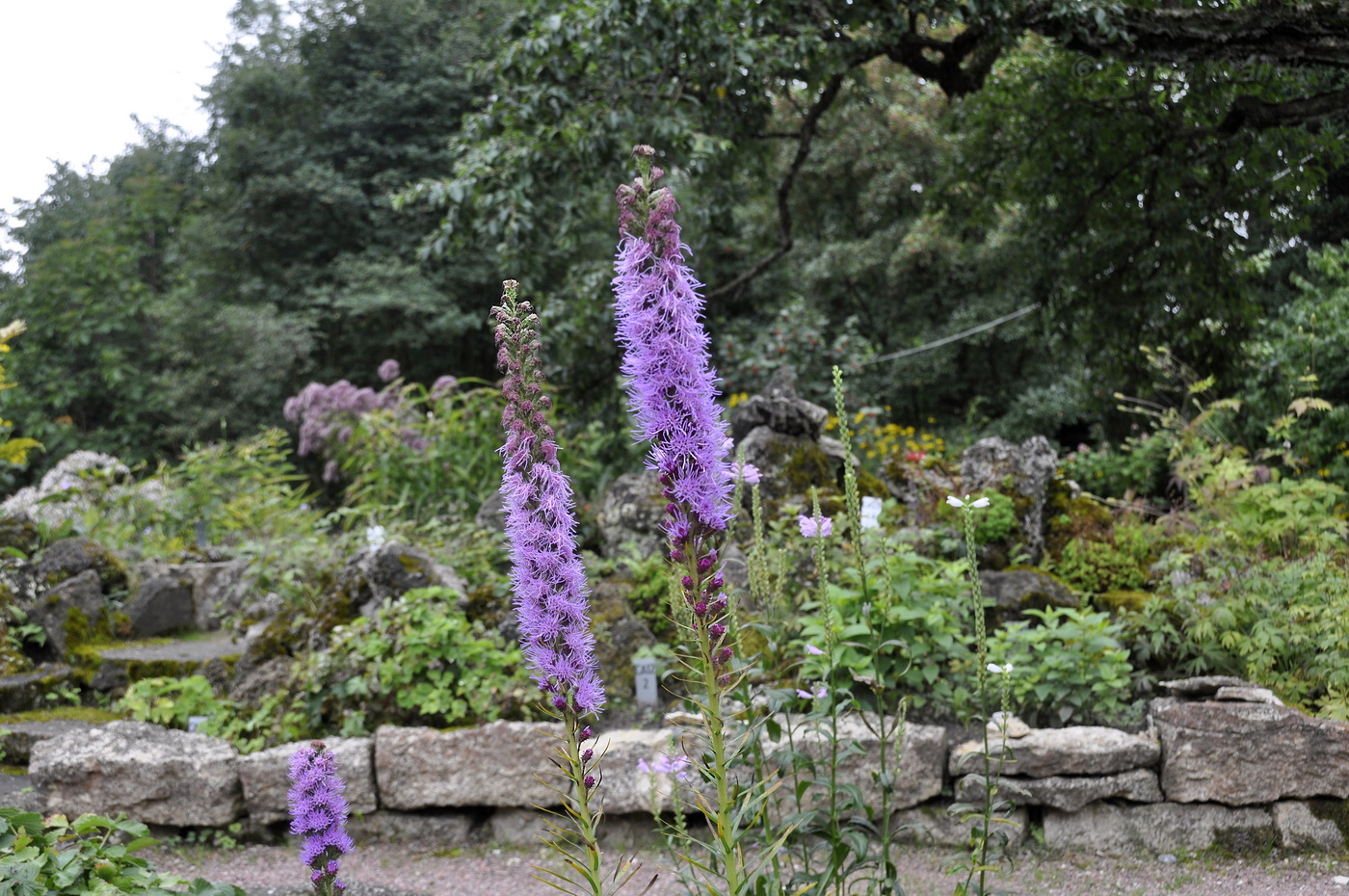 Image of Liatris spicata specimen.