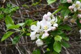 Malus sieversii