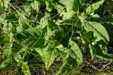 Salvia stepposa. Верхушки побегов. Оренбургская обл., Кувандыкский муниципальный округ, степь. 28 мая 2024 г.
