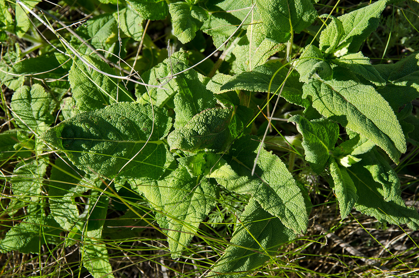 Image of Salvia stepposa specimen.
