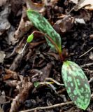 View full-size image Erythronium caucasicum