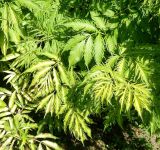 View full-size image Sambucus nigra form laciniata