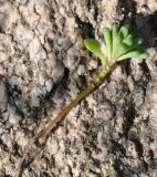 Sedum hispanicum