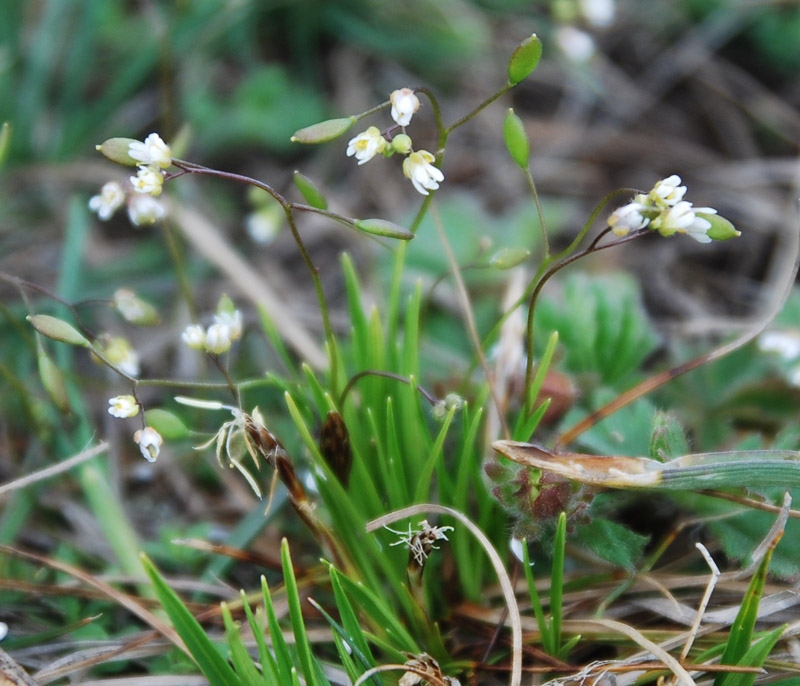 Image of Erophila verna specimen.