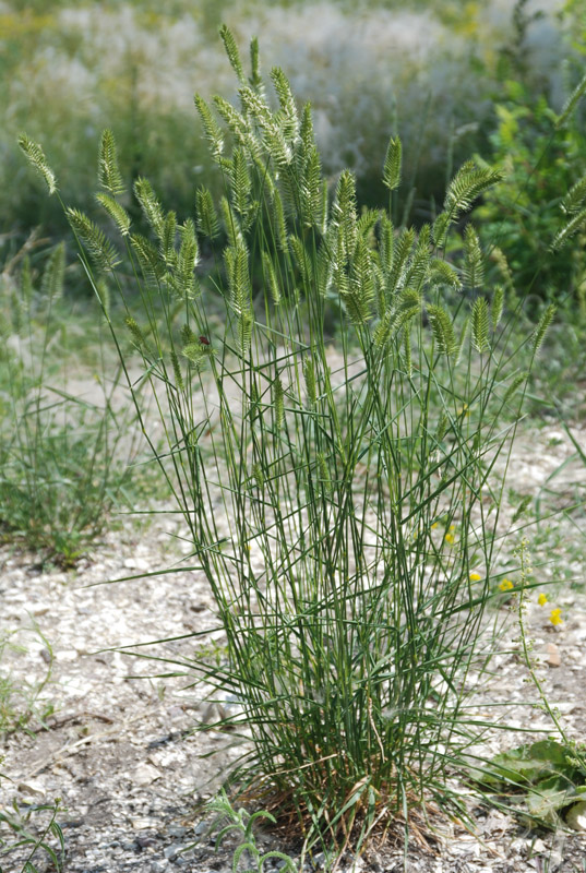 Изображение особи Agropyron pectinatum.