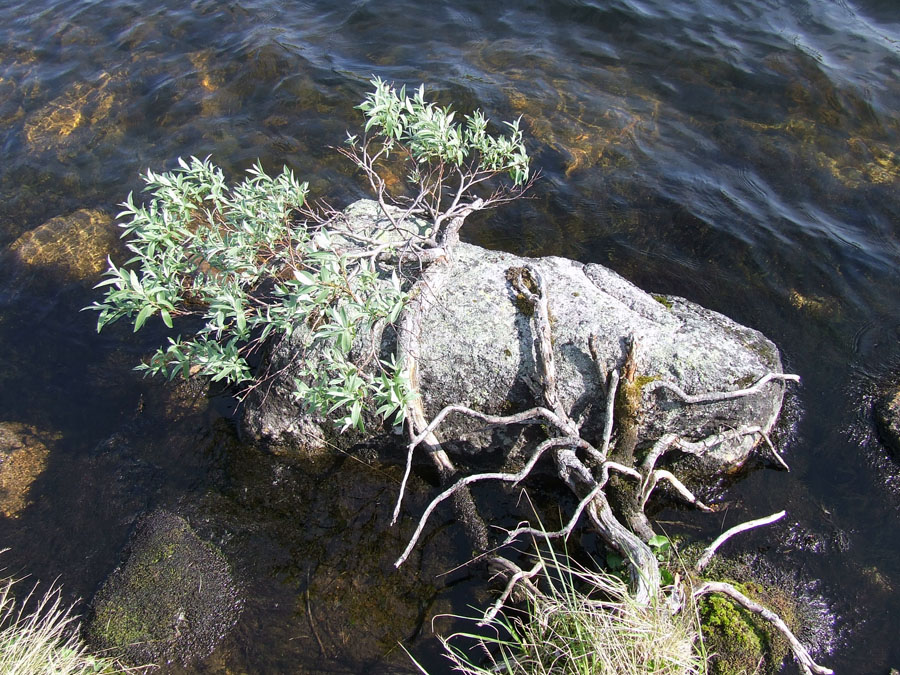 Image of Salix lapponum specimen.