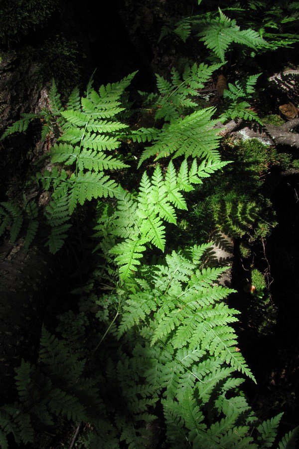 Image of Dryopteris carthusiana specimen.