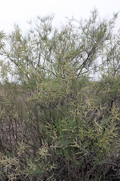 Image of Tamarix meyeri specimen.