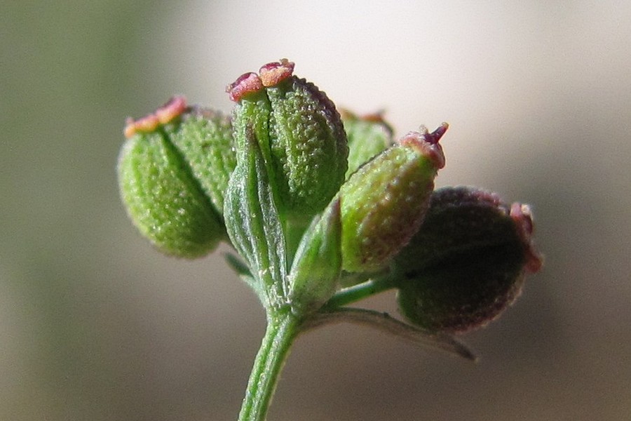 Изображение особи Bupleurum marschallianum.