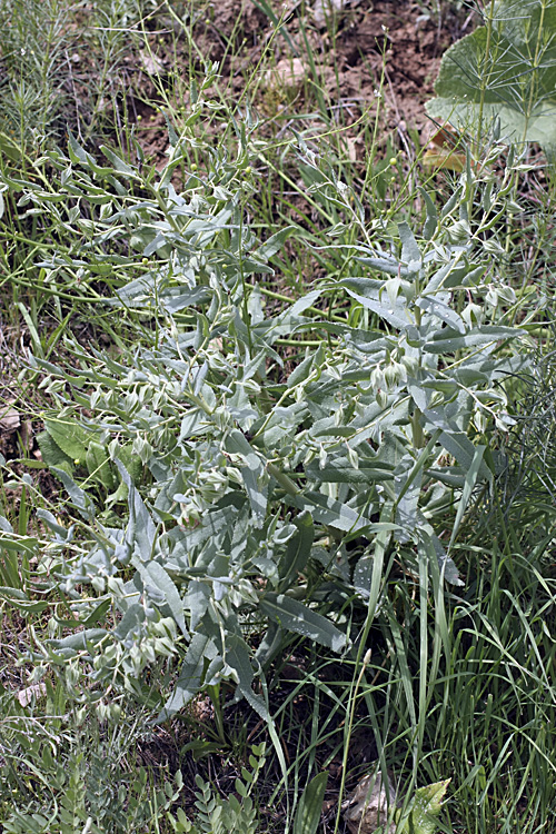 Image of Caccinia macranthera specimen.