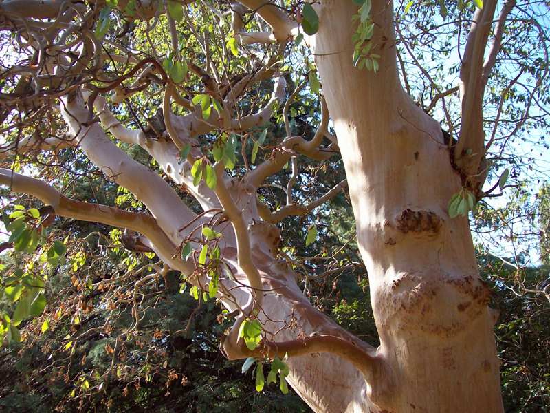 Image of Arbutus andrachne specimen.