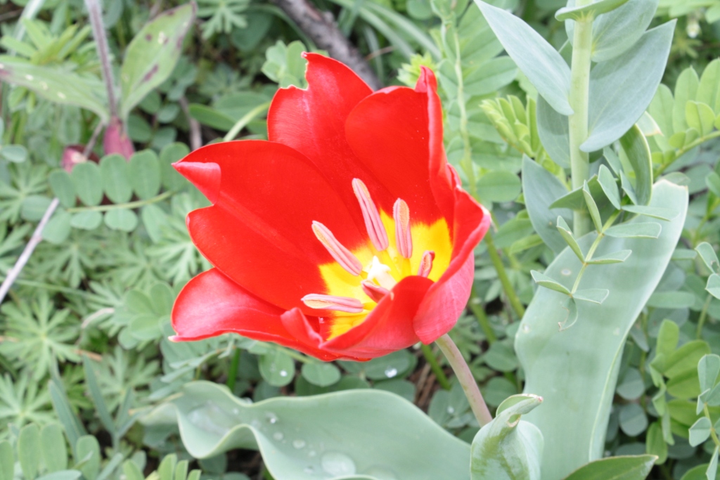 Image of Tulipa suaveolens specimen.