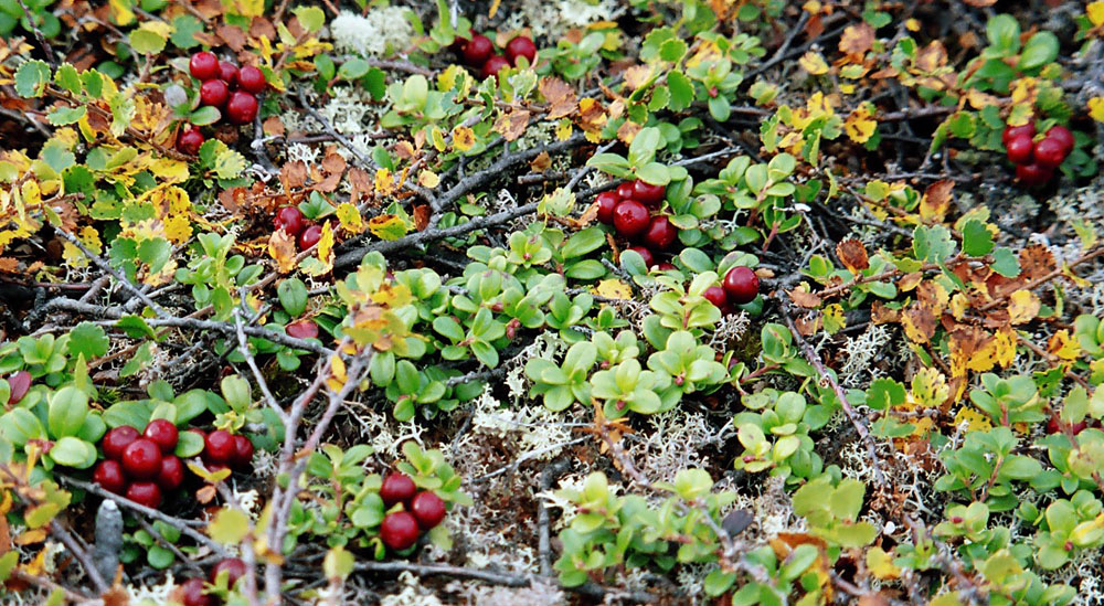 Image of Vaccinium vitis-idaea var. minus specimen.