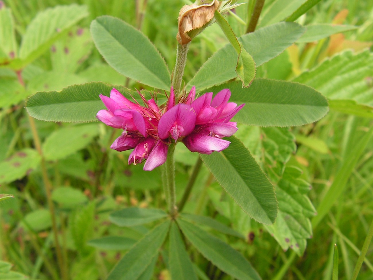 Image of Trifolium pacificum specimen.