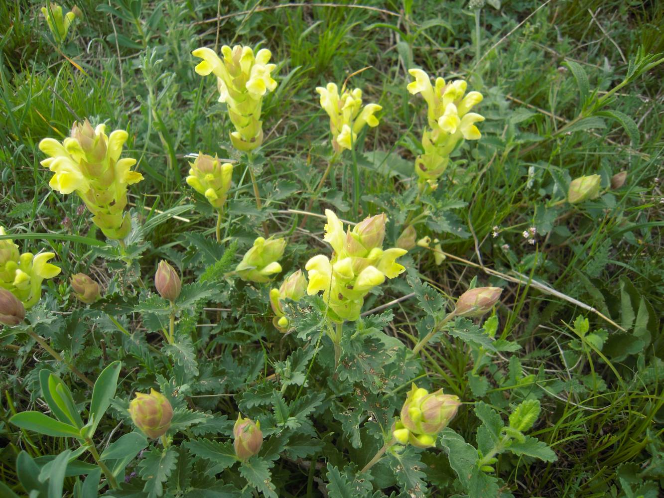 Image of Scutellaria polyodon specimen.