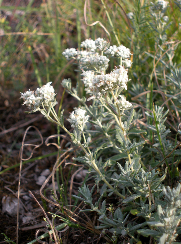 Изображение особи Teucrium capitatum.