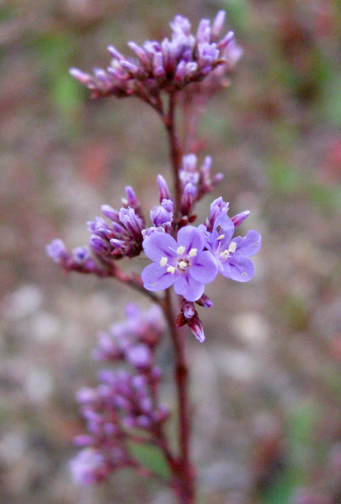 Изображение особи Limonium scoparium.