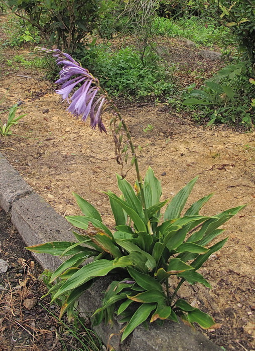 Image of genus Hosta specimen.