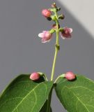 Symphoricarpos albus разновидность laevigatus. Верхушка соцветия. Германия, г. Кемпен, в озеленении велосипедной дорожки. 26.07.2012.