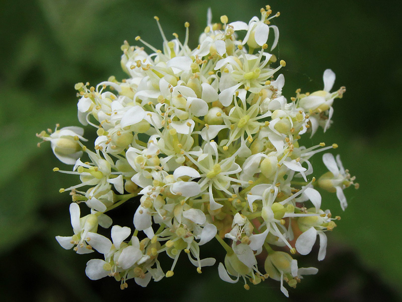 Image of Cardaria draba specimen.