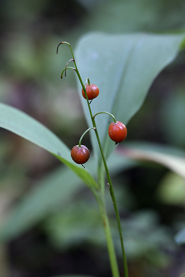 Изображение особи Convallaria majalis.