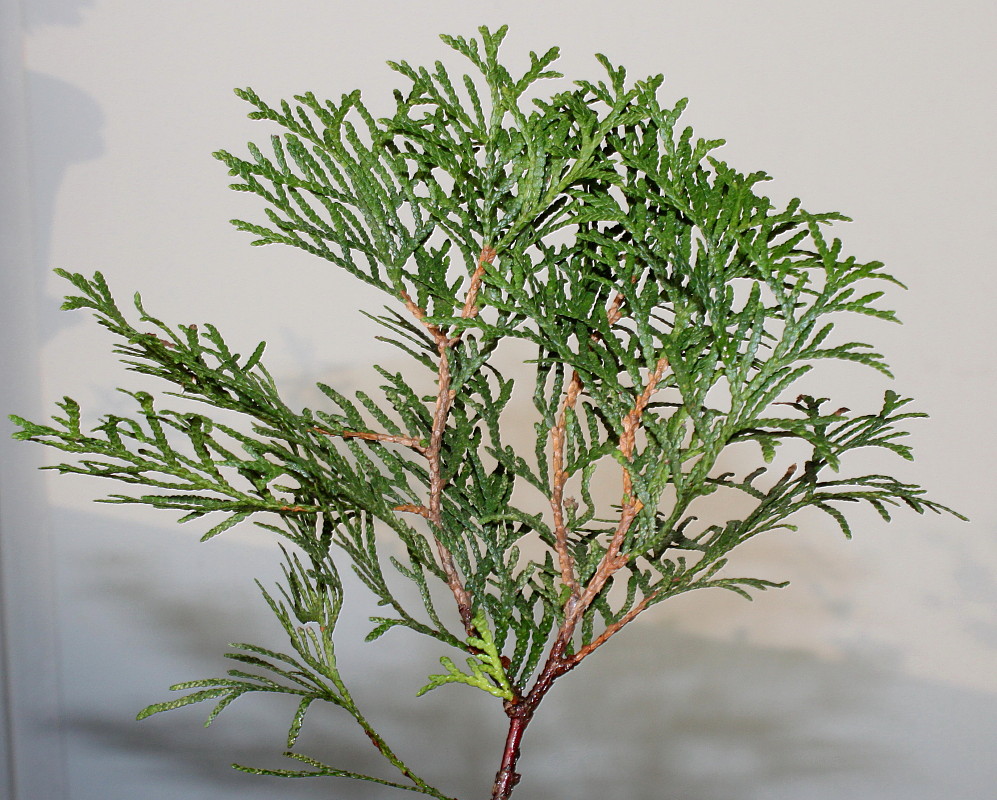 Image of Thuja occidentalis specimen.