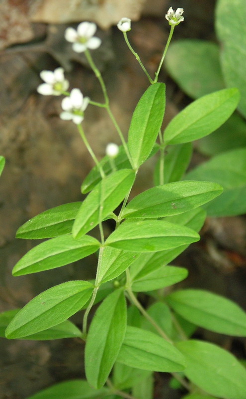 Изображение особи Moehringia lateriflora.