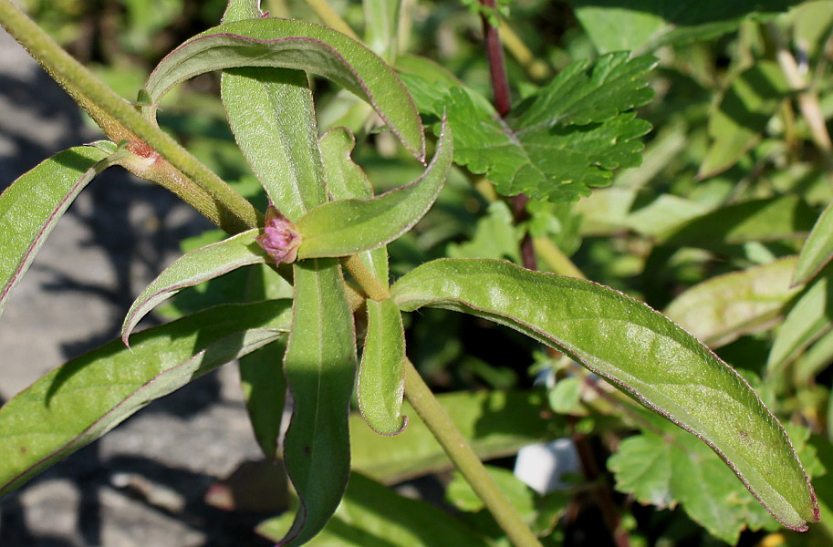 Изображение особи Gomphrena globosa.