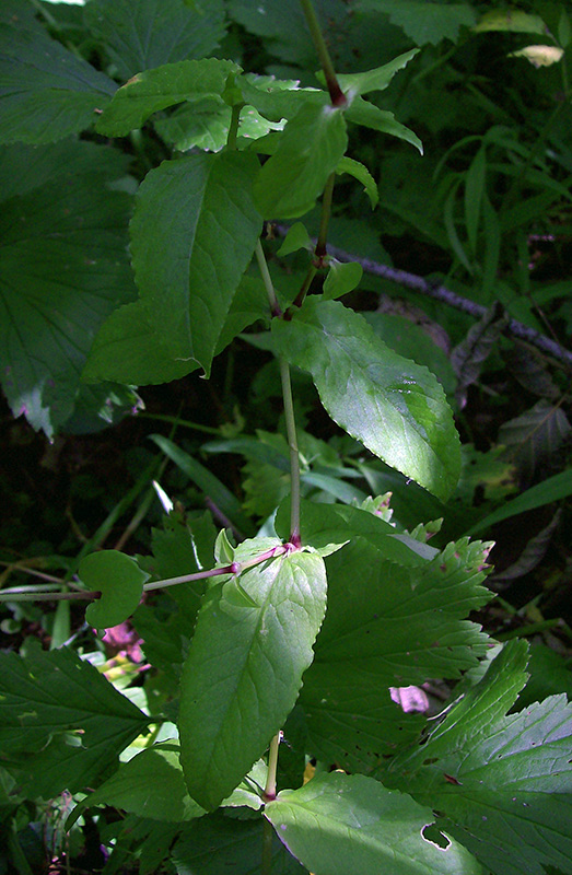 Image of Myosoton aquaticum specimen.