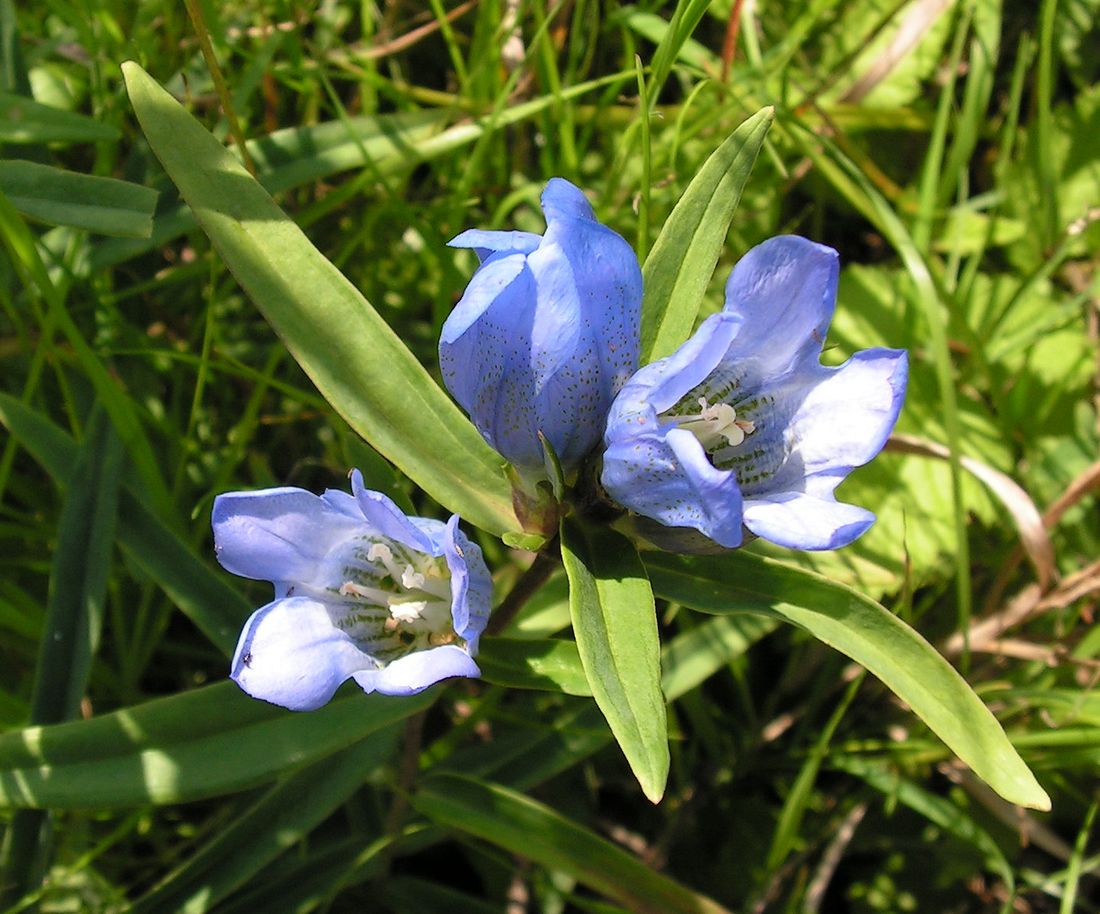 Image of Gentiana triflora specimen.