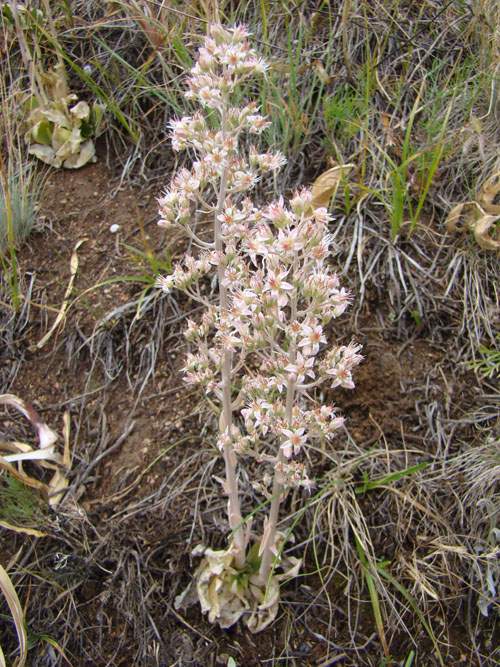 Image of Rosularia paniculata specimen.