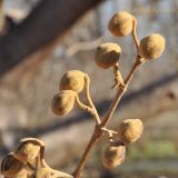 Paulownia tomentosa. Часть соцветия с зимующими бутонами. Симферополь, бот. сад ТНУ им. Вернадского. 24.01.2013.