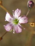 Gypsophila perfoliata