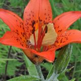 Lilium pensylvanicum