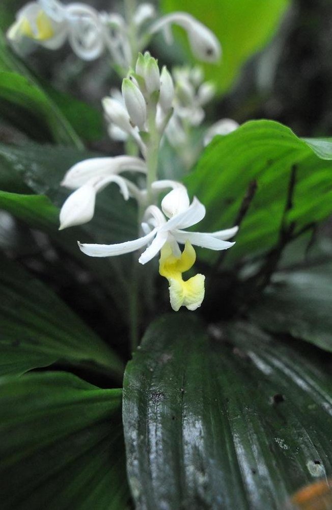 Image of genus Calanthe specimen.