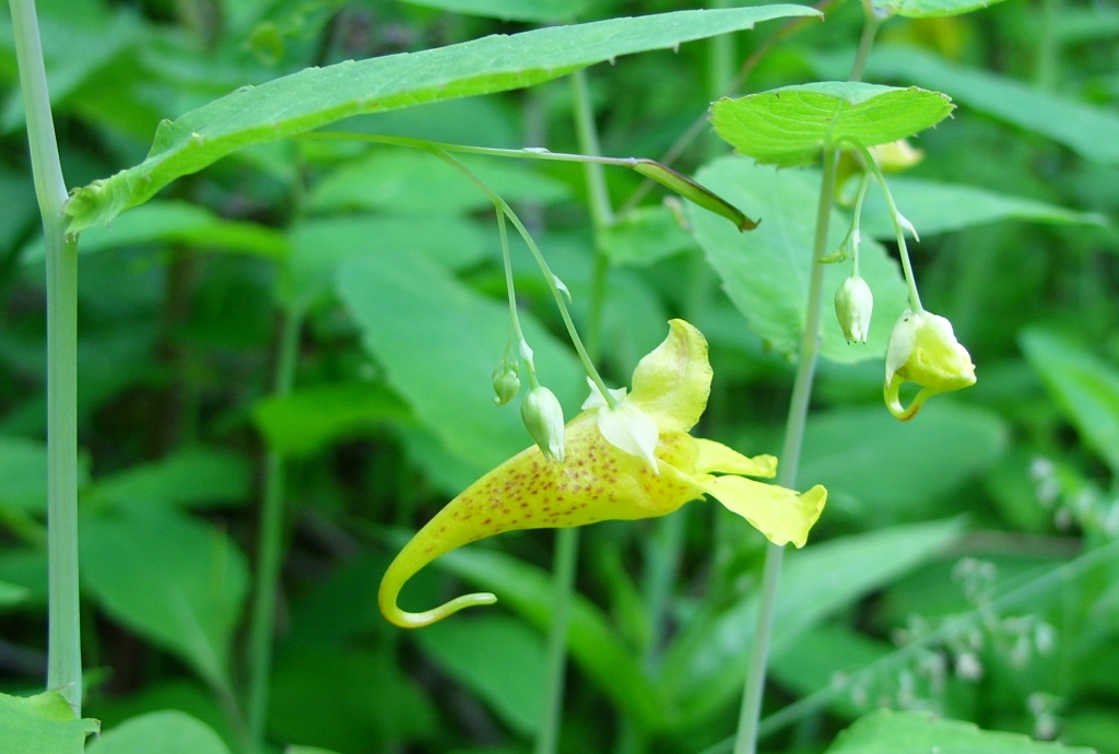 Image of Impatiens noli-tangere specimen.