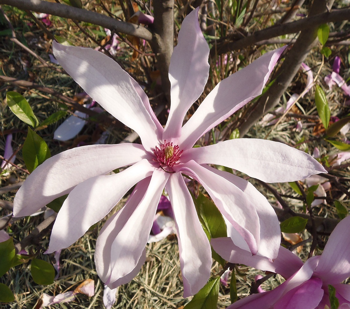 Изображение особи Magnolia stellata.