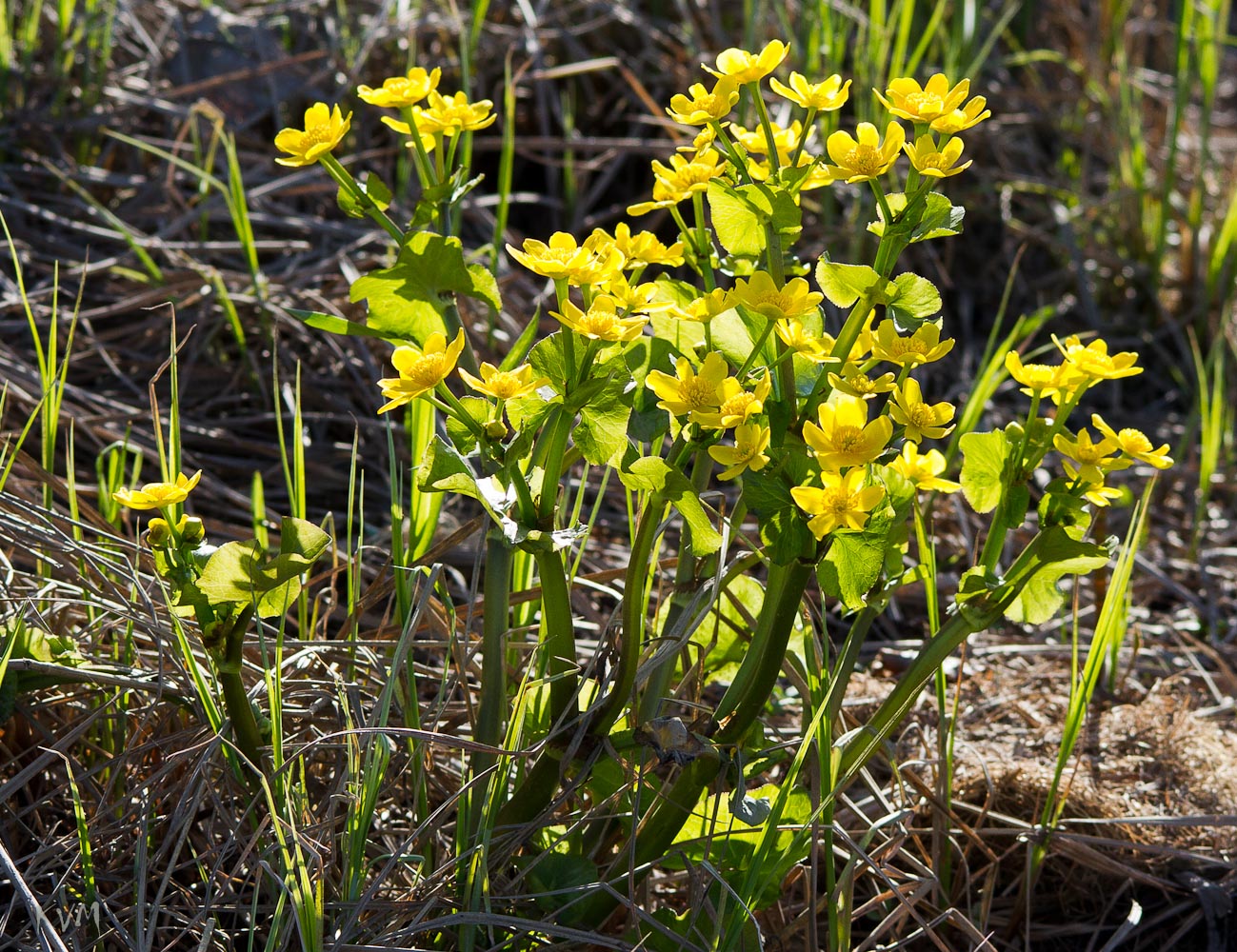 Изображение особи Caltha palustris.