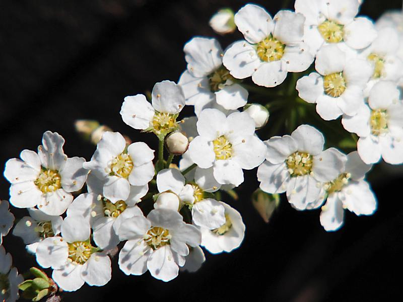 Изображение особи семейство Rosaceae.