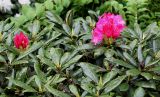 Rhododendron yakushimanum. Верхняя часть растения в начале цветения ('Kalinka'). Германия, г. Krefeld, Ботанический сад. 11.05.2013.