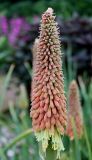 Kniphofia uvaria