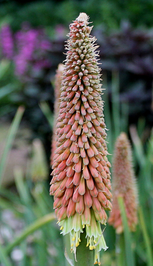 Изображение особи Kniphofia uvaria.