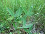 Trifolium montanum