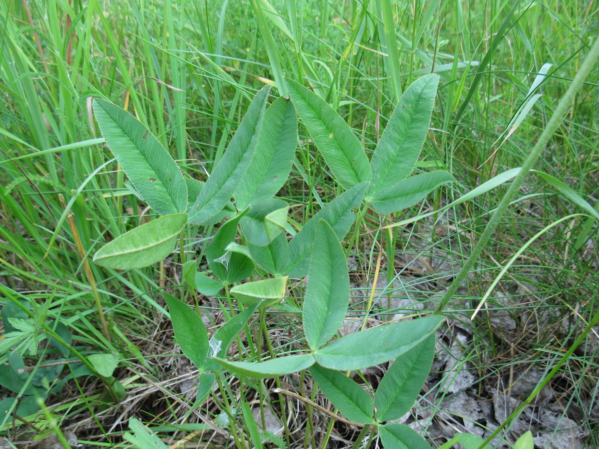 Image of Trifolium montanum specimen.