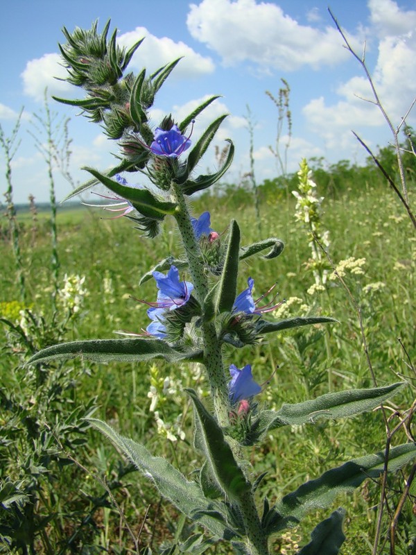 Image of Echium vulgare specimen.