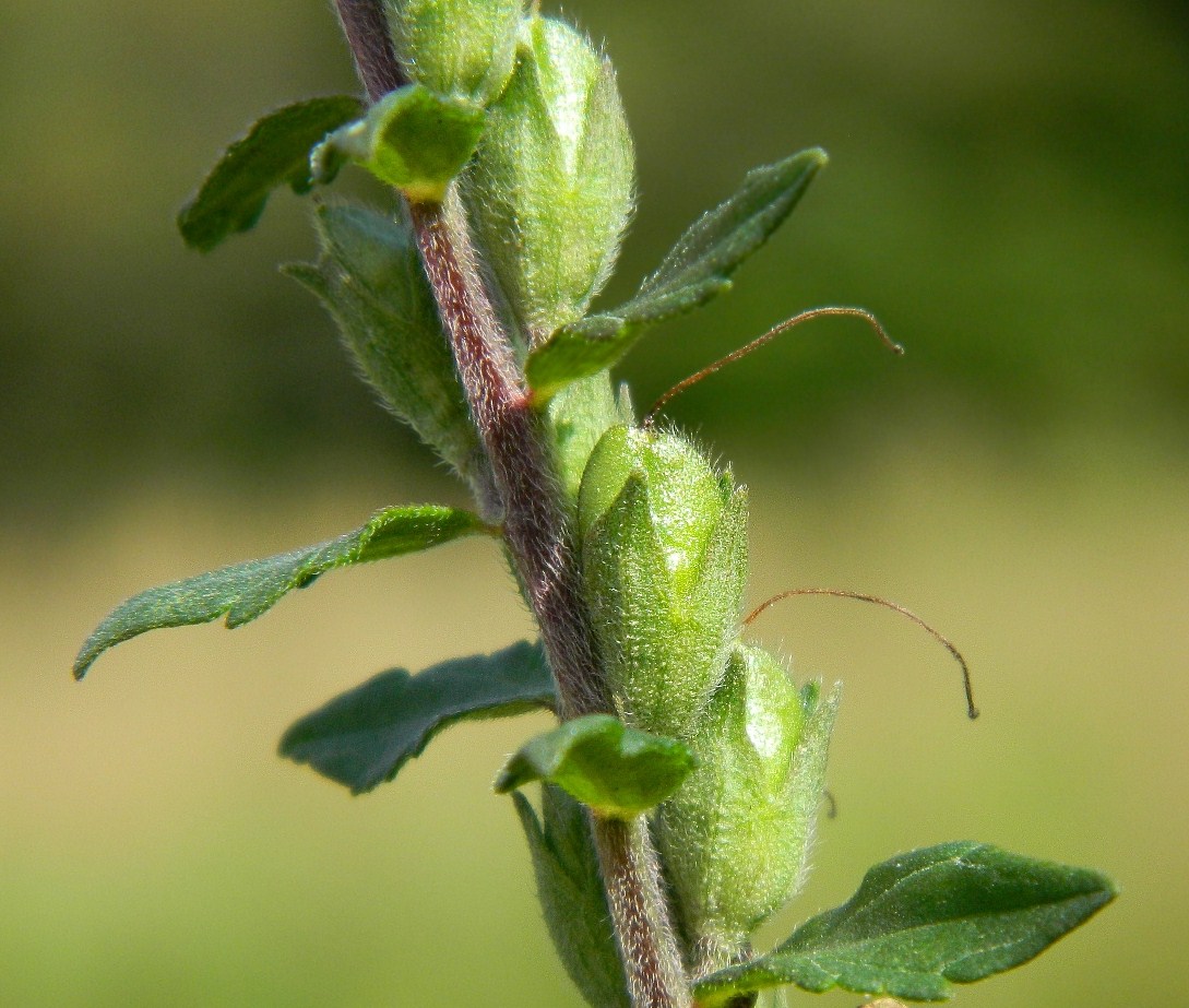 Изображение особи Odontites vulgaris.