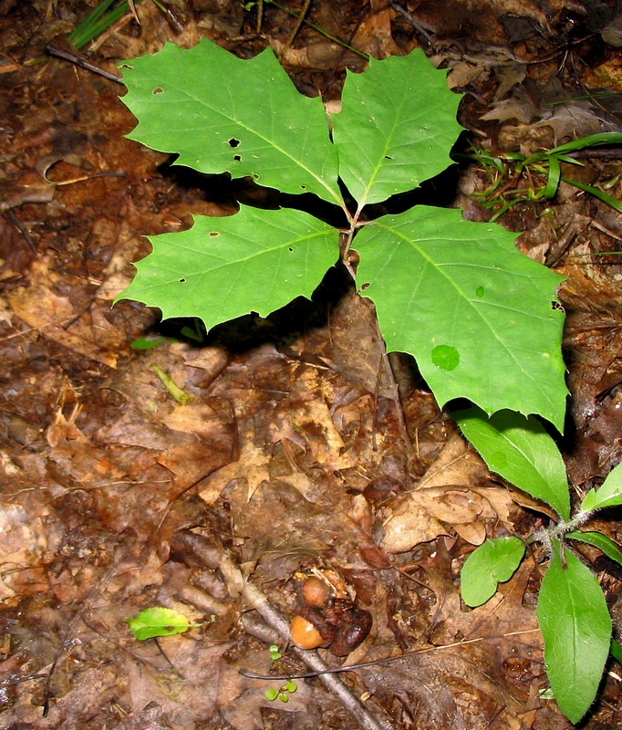 Image of Quercus rubra specimen.