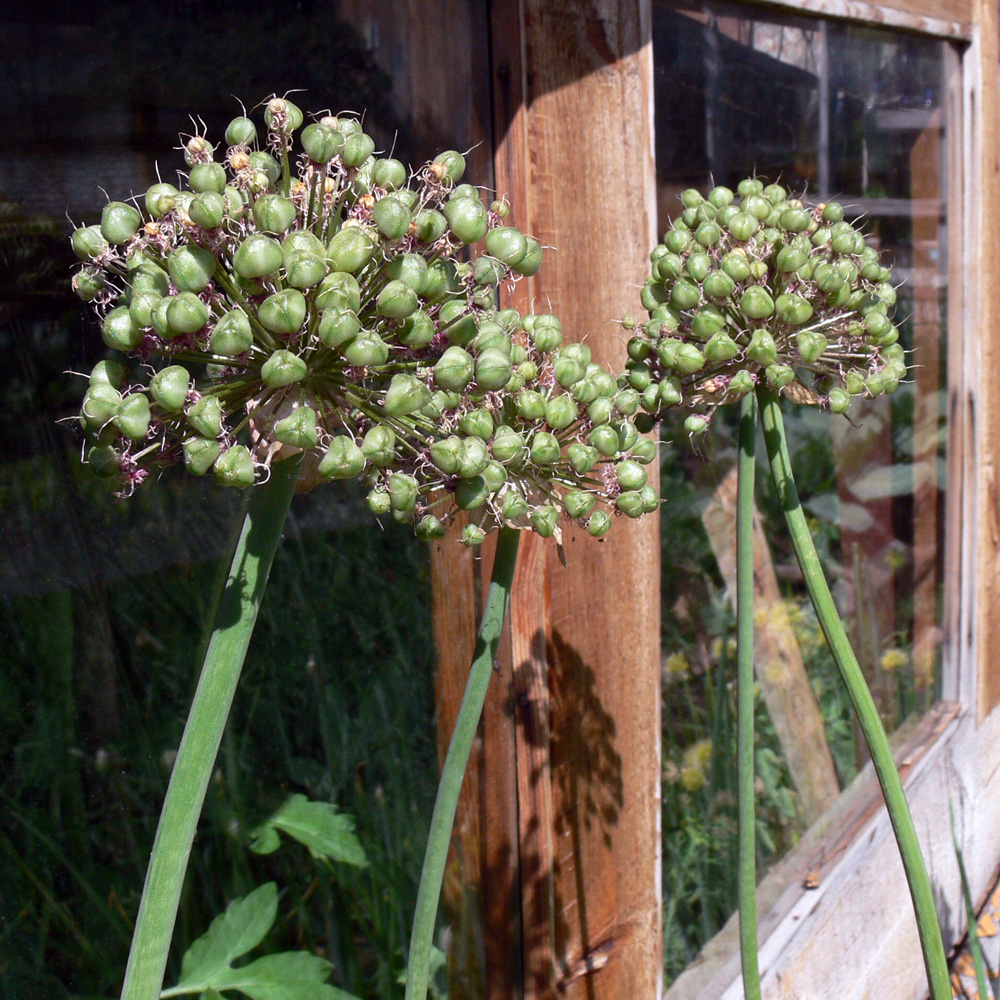 Image of Allium aflatunense specimen.