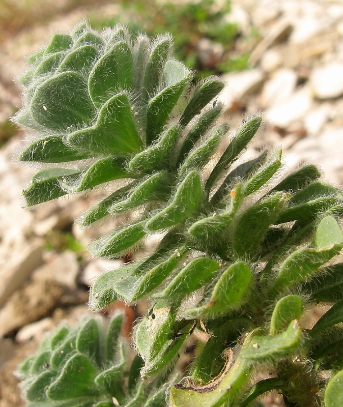 Изображение особи Linum lanuginosum.